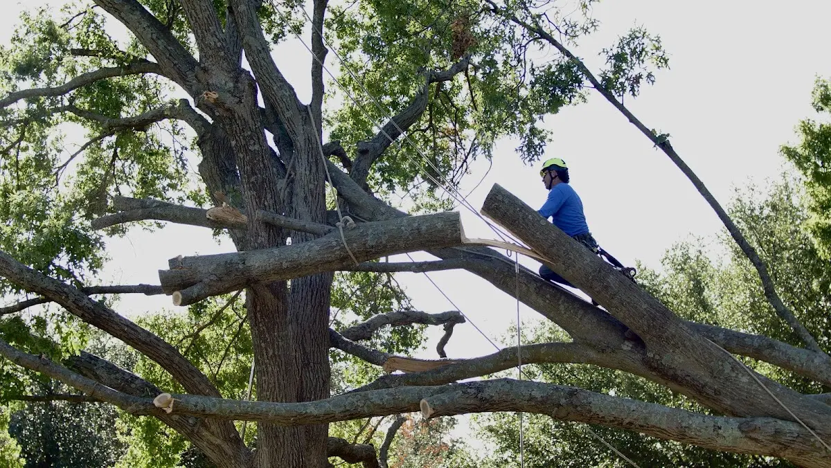 Professional Crown Thinning performed by certified arborists in Brimhall