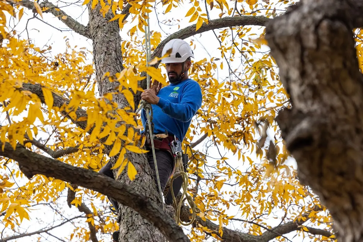 Skilled Tree Transplanting crew working in Brimhall