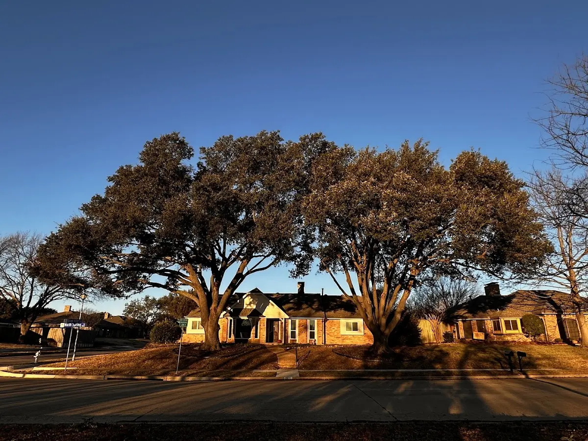 Established residential canopy tree shading a home in Brimhall